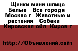 Щенки мини шпица Белые - Все города, Москва г. Животные и растения » Собаки   . Кировская обл.,Киров г.